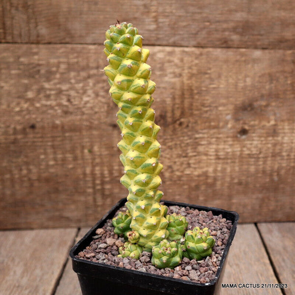 MONADENIUM RITCHIEI VARIEGATED