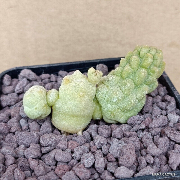 D774 TRICHOCAULON CACTIFORME MONSTER pot 7 cm H 3,5 cm W 5,5 cm MaMa Cactus