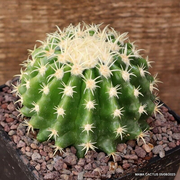 ECHINOCACTUS GRUSONII BREVISPINUS