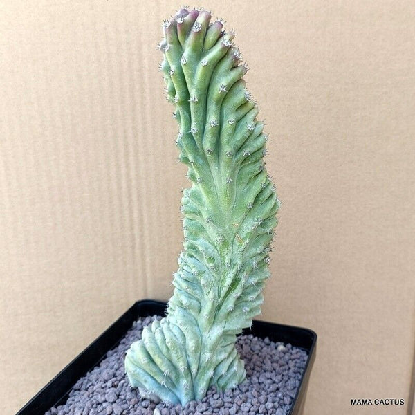 LOPHOCEREUS SCHOTTII CRESTED