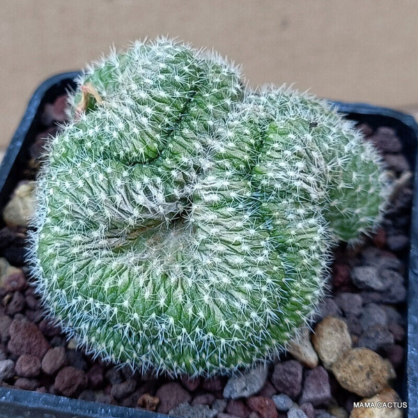 A2291 REBUTIA MINIMA CRESTED pot7-H5-W6 cm MaMa Cactus