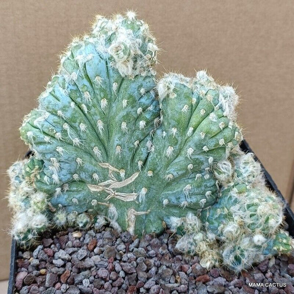 PILOSOCEREUS AZUREUS CRESTED MONSTER