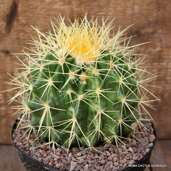 ECHINOCACTUS GRUSONII VARIEGATED