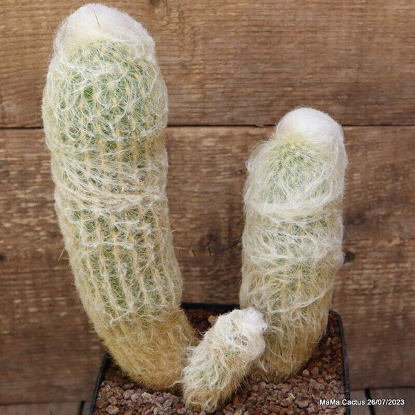 A7567 ESPOSTOA MELANOSTELE pot14-H24-W17 cm MaMa Cactus