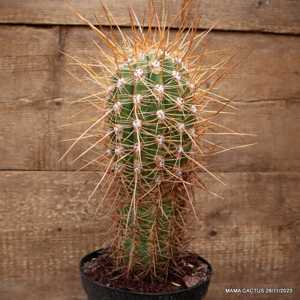 TRICHOCEREUS PASA LONG STRONG SPINES