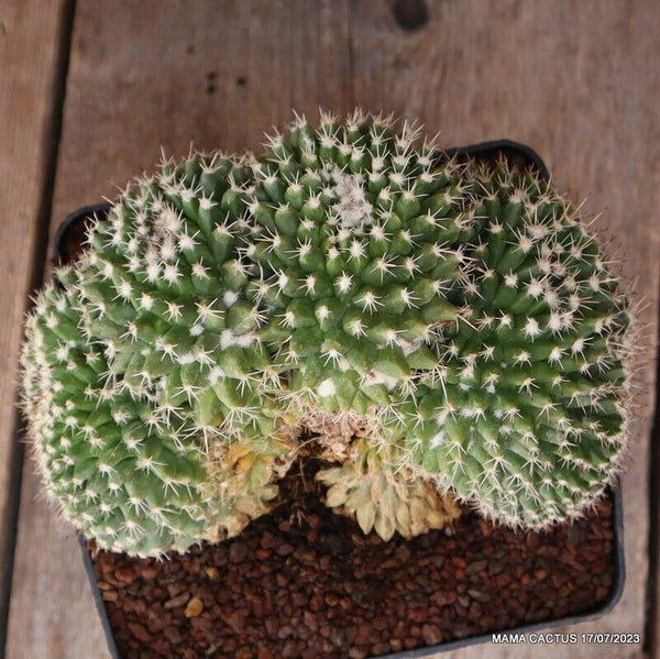 MAMMILLARIA COMPRESSA CRESTED