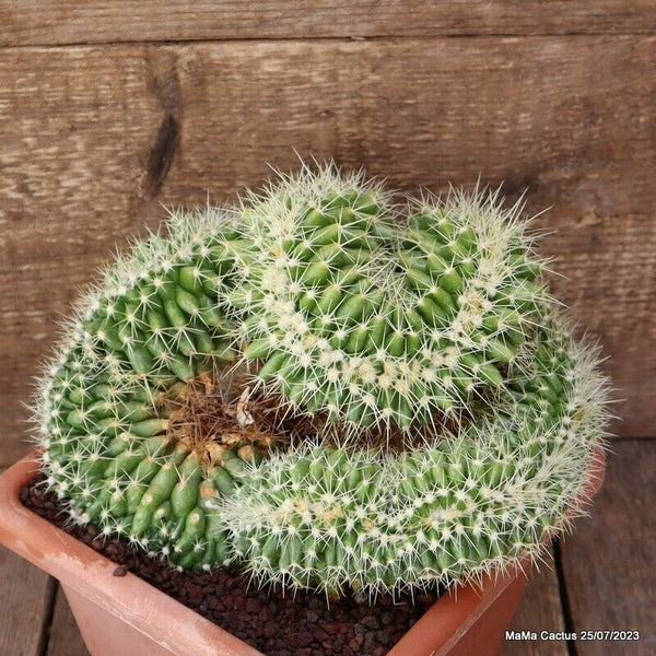 ECHINOCACTUS GRUSONII CRESTED