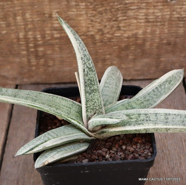 D1768 GASTERIA VERRUCOSA VARIEGATED WHITE pot10-H12-W27 cm MaMa Cactus