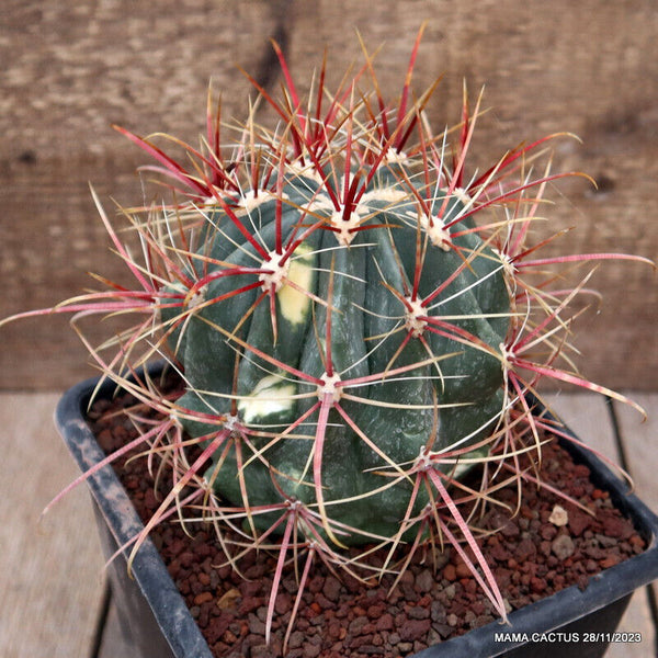 FEROCACTUS STAINESII VARIEGATED