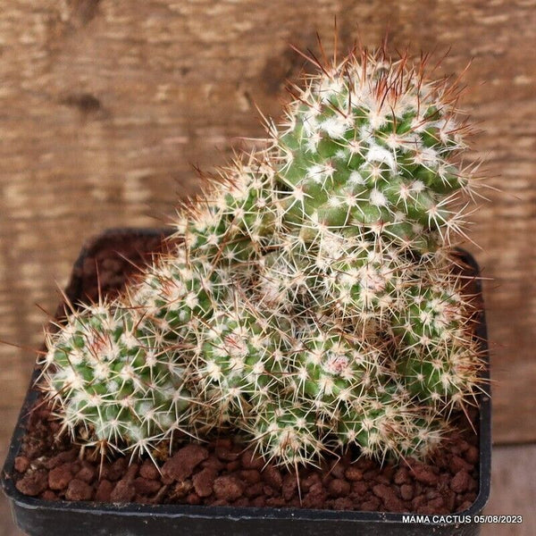 MAMMILLARIA SPINOSISSIMA MONSTER