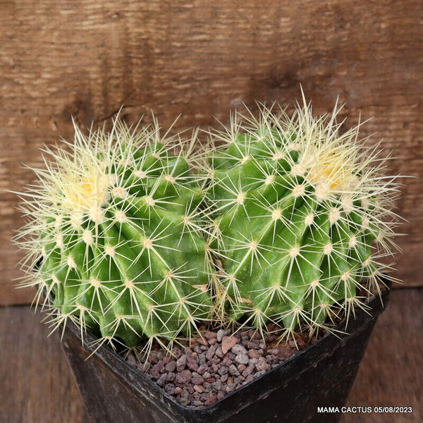 ECHINOCACTUS GRUSONII DICHOTOMIC