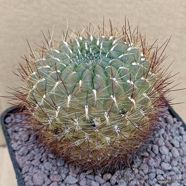 SULCOREBUTIA TOTORENSIS