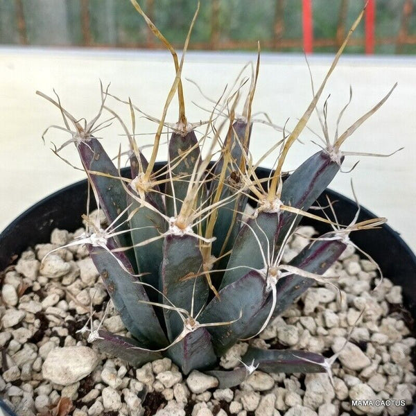 LEUCHTENBERGIA PRINCIPIS