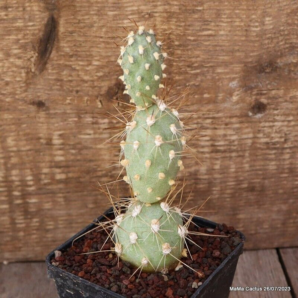 A6694 TEPHROCACTUS SPHAERICUS pot9-H15-5W cm MaMa Cactus