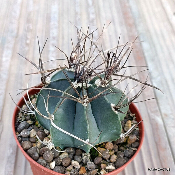 ASTROPHYTUM CAPRICORNE NUDUM