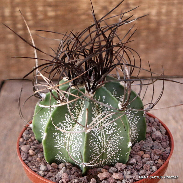 ASTROPHYTUM CAPRICORNE