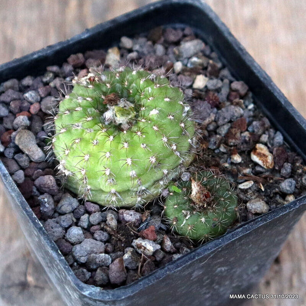 D723 FRAILEA PYGMAEA pot7-H3-W5,5 cm MaMa Cactus