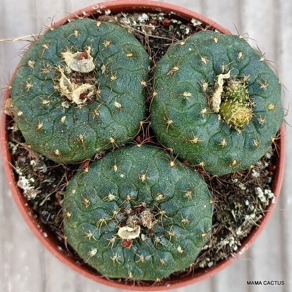 A3767 FRAILEA PYGMAEA pot 5,5 cm H 2 cm W 5,5 cm MaMa Cactus