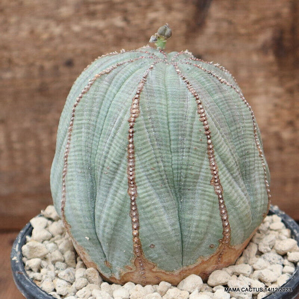 EUPHORBIA OBESA ARROW OLD