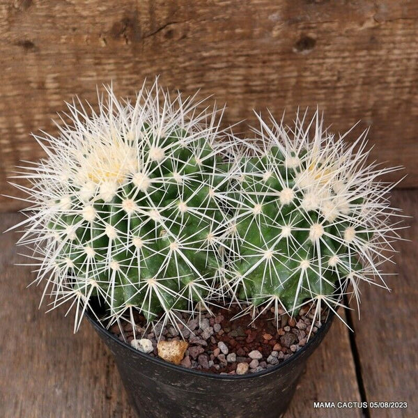 ECHINOCACTUS GRUSONII