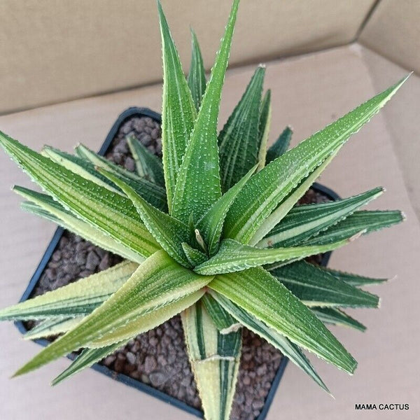 A6553 HAWORTHIA LIMIFOLIA VARIEGATED pot10-H14-W16 cm MaMa Cactus