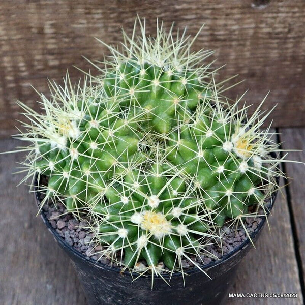 ECHINOCACTUS GRUSONII MULTIHEADS