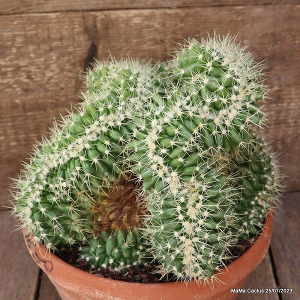 ECHINOCACTUS GRUSONII CRESTED