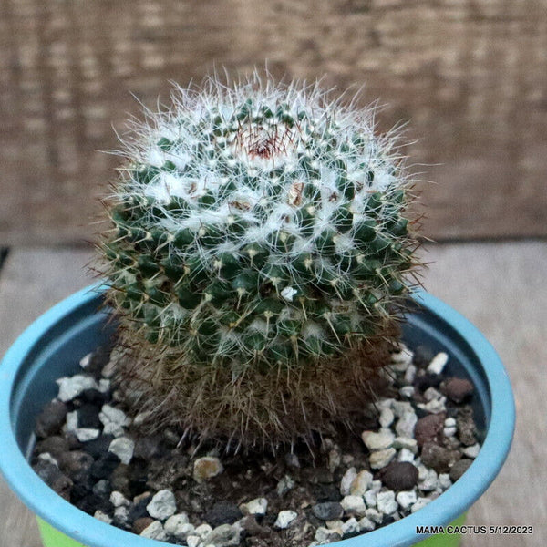 MAMMILLARIA HAHNIANA