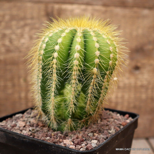 NOTOCACTUS MAGNIFICUS VARIEGATED