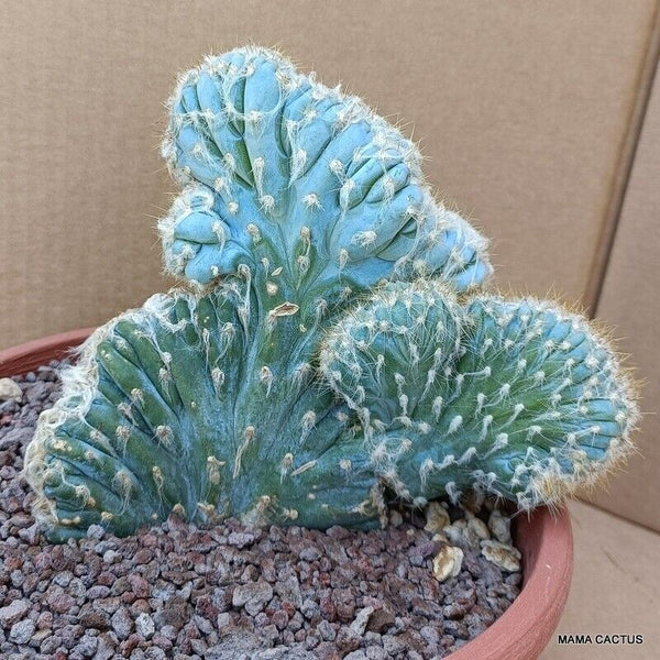 PILOSOCEREUS AZUREUS CRESTED OLD