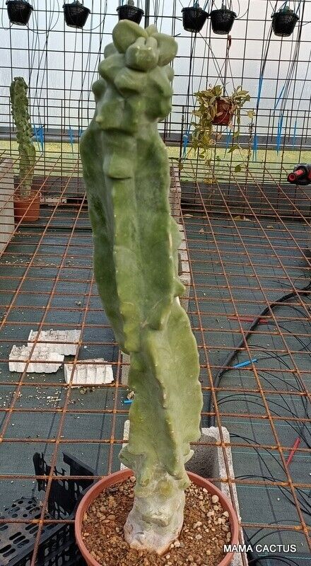 LOPHOCEREUS SCHOTTII MAJOR