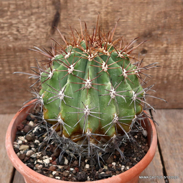 FEROCACTUS ORCUTII