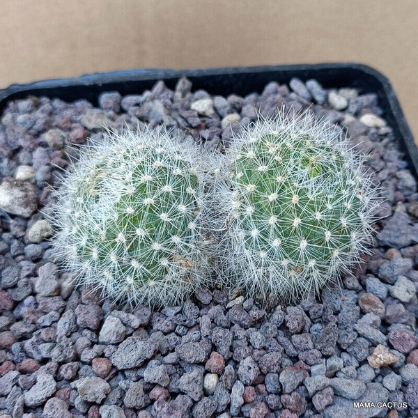 A9448 REBUTIA MINIMA pot 10 cm H 3 cm W 6 cm MaMa Cactus