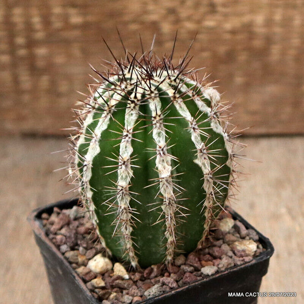 A8637 ECHINOPSIS CV. HAKU-JO pot7-H9,5-W5,5 cm MaMa Cactus