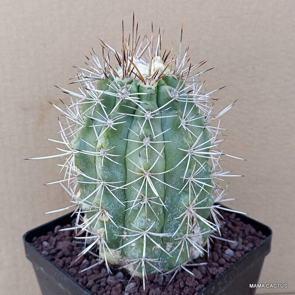 COPIAPOA COQUIMBANA TRAPICHE