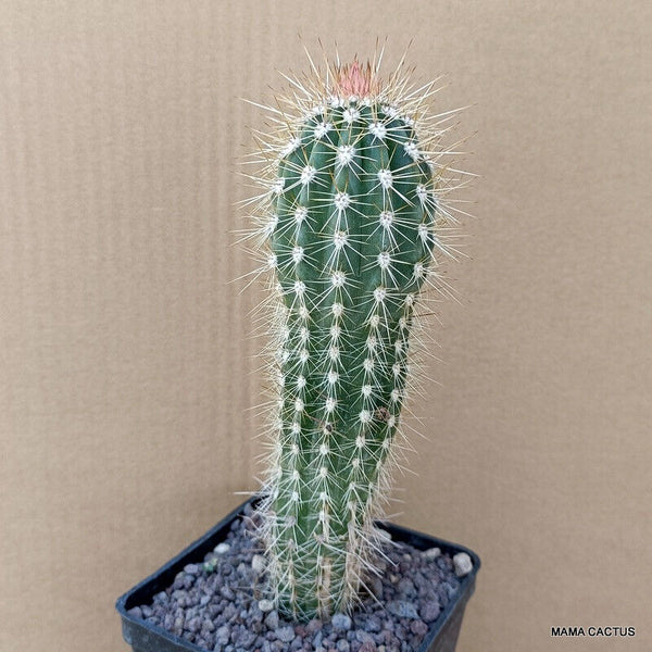 PACHYCEREUS PRINGLEI