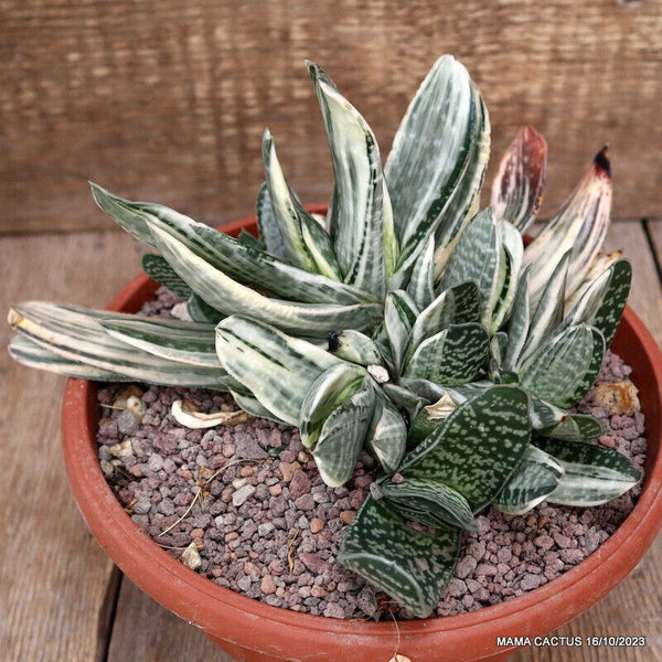 D2370 GASTERIA CV. FUJI YUKI pot20-H16-W24 cm MaMa Cactus