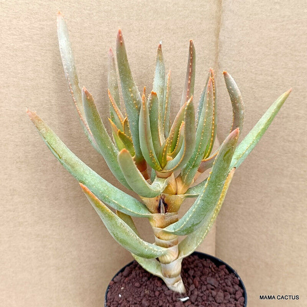 ALOE RAMOSISSIMA