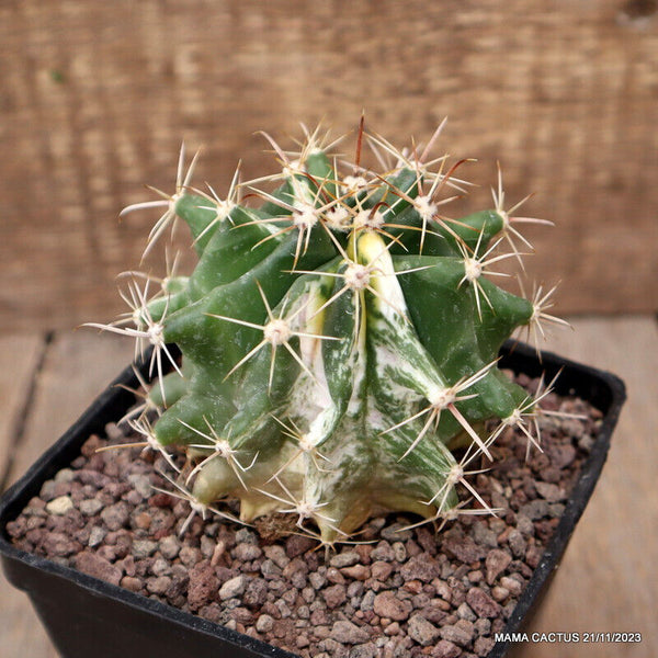 FEROCACTUS HORRIDUS VARIEGATED