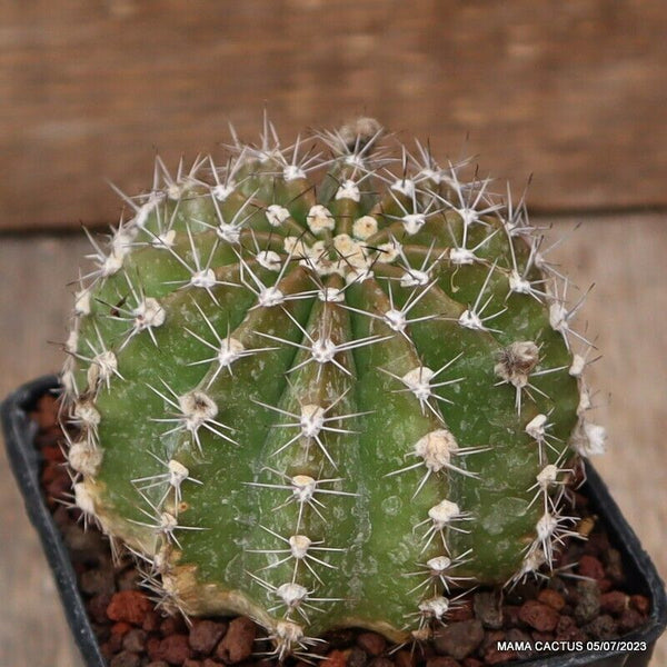 A8128 ECHINOPSIS EYRIESII pot7 H7-W7 cm MaMa Cactus flower