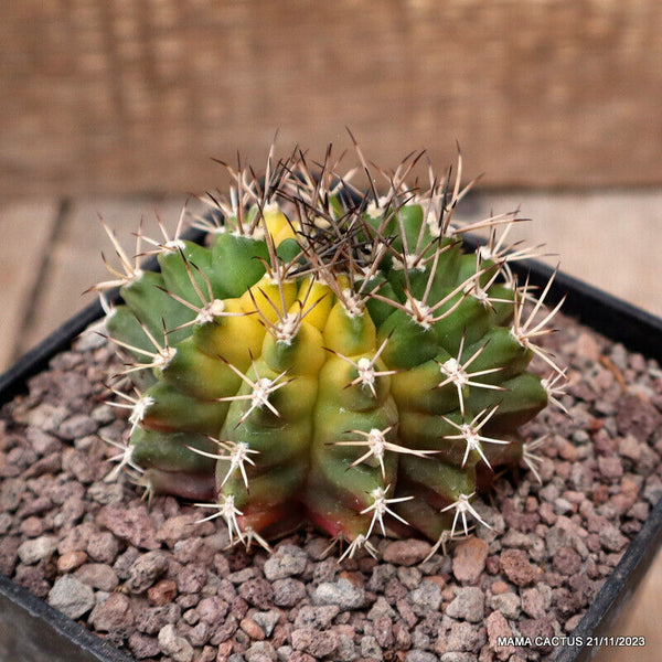 GYMNOCALYCIUM MIHANOVICHII VARIEGATED