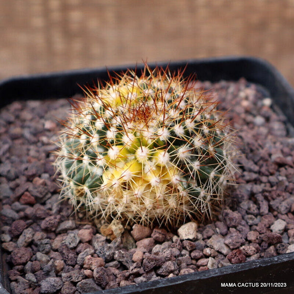 MAMMILLARIA MARKSIANA VARIEGATED