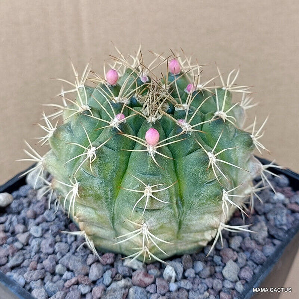 GYMNOCALYCIUM MIHANOVICHII VARIEGATED