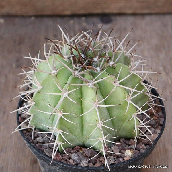 MELOCACTUS DIERSIANUS