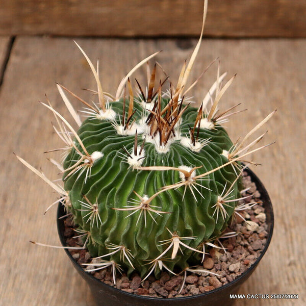 ECHINOFOSSULOCACTUS LAMELLOSUS