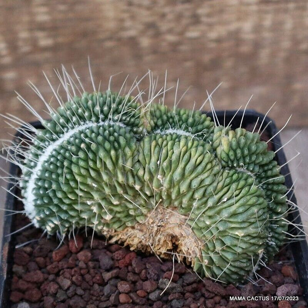 MAMMILLARIA UNPICO CRESTED