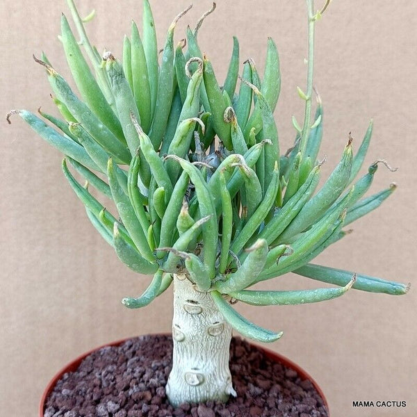 D1401 TYLECODON RETICULATUS pot10-H11-W7 cm MaMa Cactus