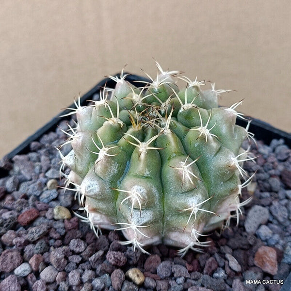 GYMNOCALYCIUM MIHANOVICHII VARIEGATED