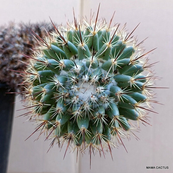 A7762 THELOCACTUS SAUSSIERI pot 16 cm H 10 cm W 31 cm MaMa Cactus