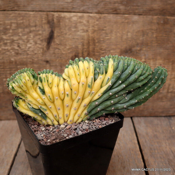 TRICHOCEREUS PACHANOI CRESTED VARIEGATED